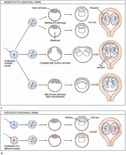 Multiple Births | Endocrine Events That Orchestrate Reproduction | The ...