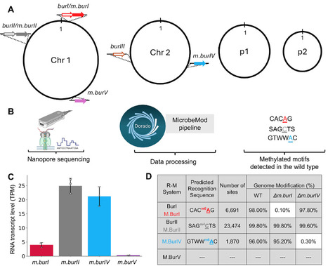 Epigenetics as a design variable in heterologous expression | aem | RMH | Scoop.it