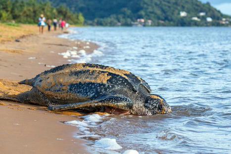En Guyane, les tortues marines en danger malgré des pontes en hausse | Changement climatique & Biodiversité | Scoop.it