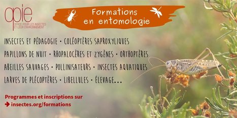 OPIE : Programme de formations insectes 2020 et  Information Covid-19 | Insect Archive | Scoop.it