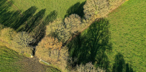Quel r&ocirc;le de la biomasse dans la transition &eacute;cologique&nbsp;? | Vers la transition des territoires ! | Scoop.it
