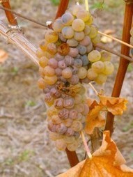 Verdicchio – the LBD of Italian grapes | Good Things From Italy - Le Cose Buone d'Italia | Scoop.it
