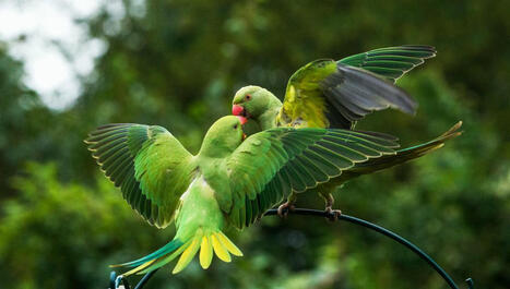 Comment les animaux exotiques envahissent-ils le monde ? | Biodiversité - @ZEHUB on Twitter | Scoop.it
