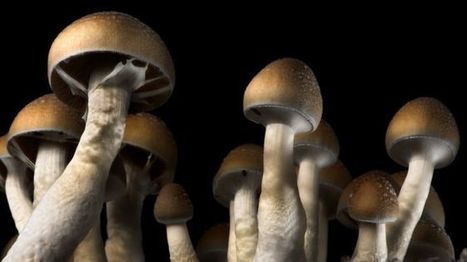 Magic mushrooms 'reset' depressed brain | stranger than known | Scoop.it