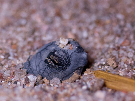 Naissances de tortues caouannes dans le Var : deux nids, deux histoires - Office français de la biodiversité | Biodiversité | Scoop.it