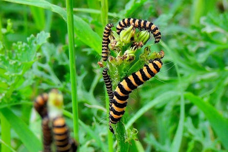 Pour éviter les chenilles toxiques, les oiseaux se fient aussi aux plantes | EntomoScience | Scoop.it