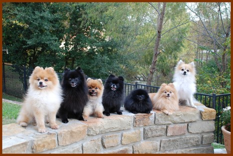 avalon pomeranians