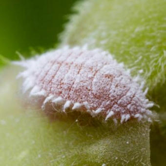 La cochenille des agrumes : la version insecte d&rsquo;une poup&eacute;e russe | EntomoNews | Scoop.it