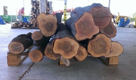 KKR puts sandalwood asset Santanol on the chopping block | Timberland Investment | Scoop.it