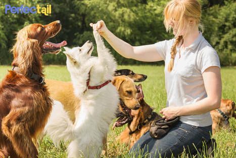 Perfectail Best Pet Care Services in India | Discover Best Pet Care Services in Delhi Pune Gurgaon Noida | Scoop.it