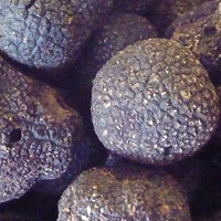 Le réchauffement climatique repousse la truffe vers l'Allemagne | Planète DDurable | Scoop.it