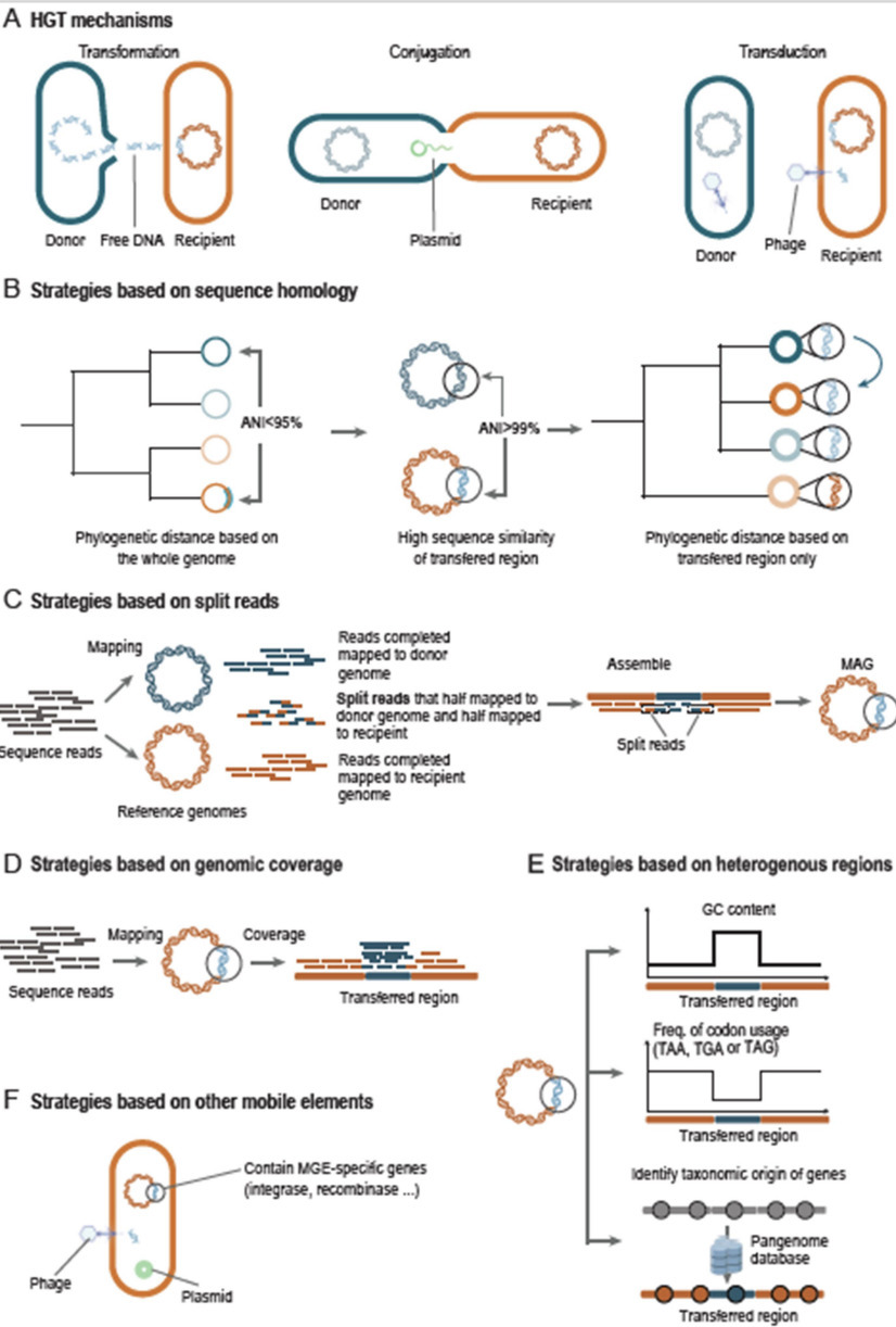 Unveiling horizontal gene transfer in the gut m...