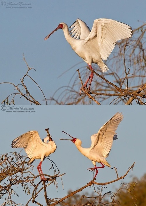 10 Tips for Improving Your Wildlife Photography | kariwablog