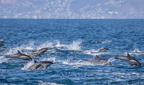 What The Joy of Dolphins Can Teach Us About Climate Solutions | Online Marketing Tools | Scoop.it