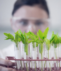 Les OGM de demain | Plant Sciences | Scoop.it