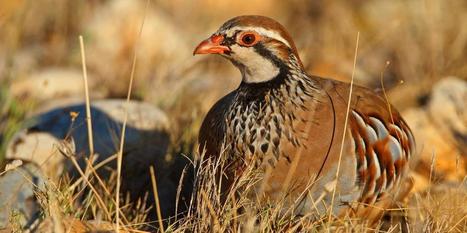 Les oiseaux disparaissent des campagnes françaises à une vitesse « vertigineuse » | Les oiseaux au gré du vent | Scoop.it