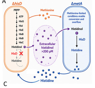 Exchange of metabolic pathway intermediates as the origin for metabolite cross-feeding interactions in E. coli auxotrophic co-cultures | brveco | RMH | Scoop.it