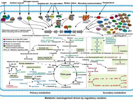 Large-scale multi-omics profiling reveals environmental and evolutionary drivers of fungal phylogeographic and metabolic diversity | Ncm | RMH | Scoop.it