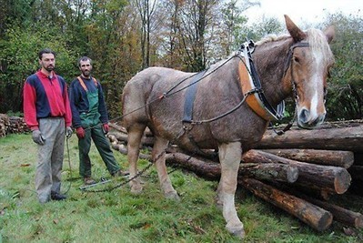 &laquo; Meringue &raquo;, la jument au service de la for&ecirc;t pour le d&eacute;bardage | Cheval et Nature | Scoop.it
