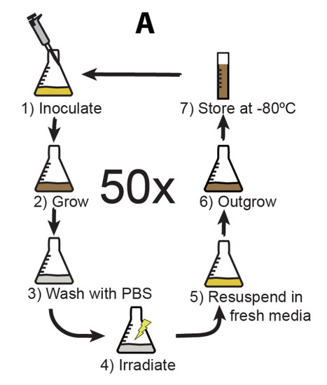 Experimental evolution of extreme resistance to ionizing radiation in Escherichia coli after 50 cycles of selection JBac | RMH | Scoop.it