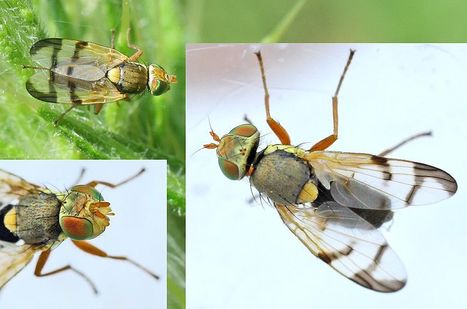 Canada : Projet de bio-contrôle de la centaurée | EntomoNews | Scoop.it