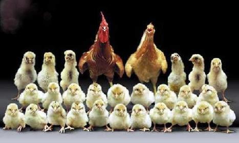 Taisez-vous Marion Le Pen! | Affichage libre | Chronique des Droits de l'Homme | Scoop.it