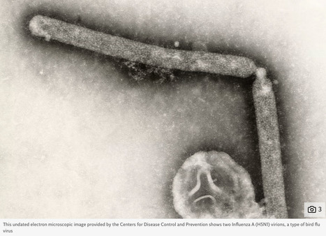 Mystery Over Sudden Drop in Bird Flu Cases Across the US | Virus World | Scoop.it