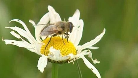 Des abeilles et des hommes - France 3 Auvergne | Variétés entomologiques | Scoop.it