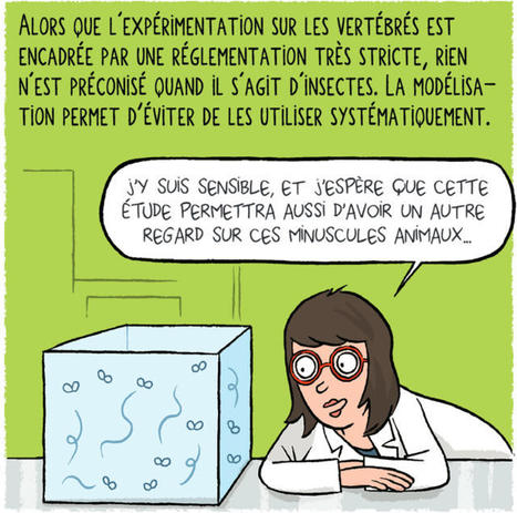 Les animaux peuvent-ils avoir une culture ? #3 : Les leçons d’humilité de la mouche | EntomoScience | Scoop.it