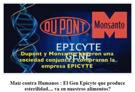 Maíz contra Humanos : El Gen Epicyte que produce esterilidad.... va en nuestros alimentos? | PIENSA en VERDE | Scoop.it