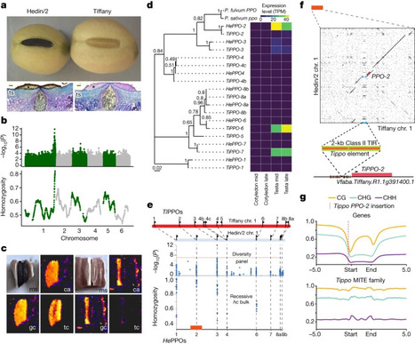 The giant diploid faba genome unlocks variation in a global protein crop | SEED DEV LAB info | Scoop.it