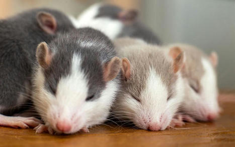 Brain Refreshing: Why Sleeping Matters Despite the Disadvantages to Survival of Being Unconscious | Amazing Science | Scoop.it