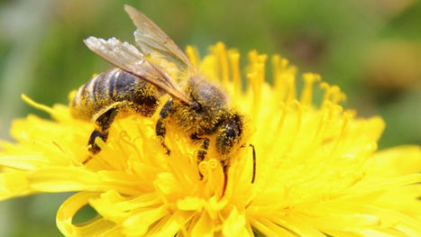 [Podcast] Les abeilles, sentinelles de la biodiversité, en grand danger - Débat du jour RFI | Les Colocs du jardin | Scoop.it