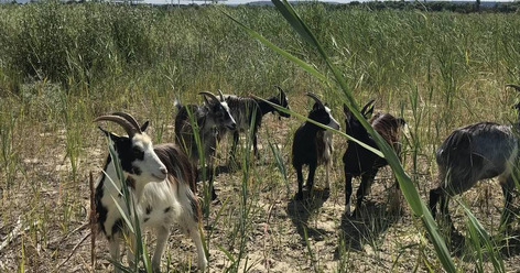 [Environnement] Chèvres et boucs investissent le Port du Havre! | Une semaine d'actu - Newsletter de veille de l'AURH | Scoop.it