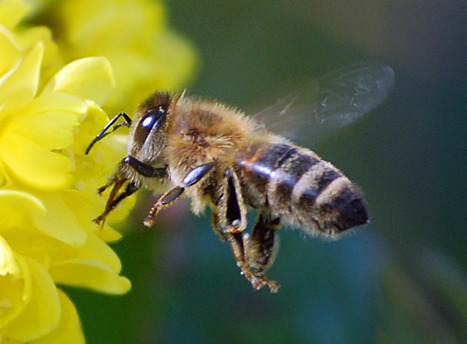 Bienen In Kostenlose Bilder Scoop It