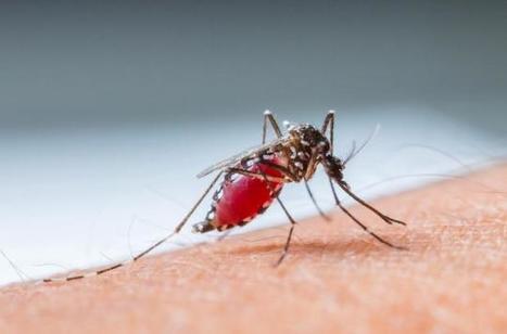 Moustiques : l'Europe donne son feu vert pour un vaccin contre la Dengue | Variétés entomologiques | Scoop.it