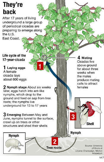 Veritable Invasion or Veritable Wonder? Lessons around Brood II 17-Year Cicadas | Science News | Scoop.it