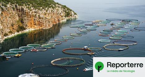 AQUACULTURE : 46&nbsp;% des poissons p&ecirc;ch&eacute;s pourraient servir &agrave; nourrir des poissons d&rsquo;&eacute;levage d&rsquo;ici 15&nbsp;ans | CIHEAM Press Review | Scoop.it