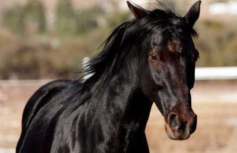 La leyenda del caballo clonado de los Escobar | Caballo, Caballos | Scoop.it