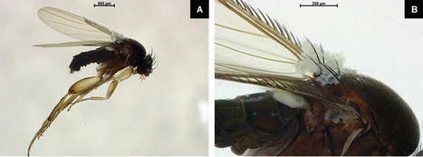 Une fleur imite l'odeur de scarabées morts pour attirer des mouches qui pourraient être utiles | EntomoNews | Scoop.it