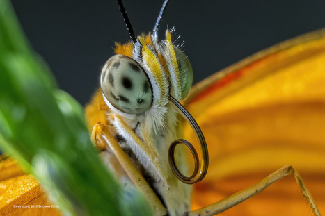 Nikon 1 V2 Butterfly Images | Mirrorless Cameras | Scoop.it