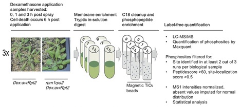 New Phytologist: Commentary: Convergence of cell‐surface and intracellular immune receptor signalling (2019) | Plants and Microbes | Scoop.it