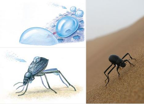 Des surfaces biomimétiques extraient de l’eau potable de l’air du désert | EntomoNews | Scoop.it