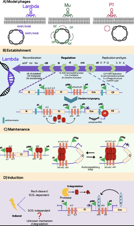 From hijackers to architects: the role of prophages in bacterial genome evolution | jbac | RMH | Scoop.it