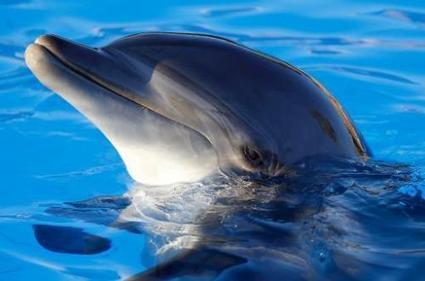 Dolphins Inspire Rescue Radar Device | Biomimicry | Scoop.it