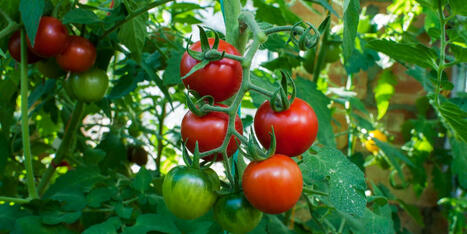 How I Doubled My Tomato Yield Using This Simple Trick | Best  Healthy Living Scoops | Scoop.it