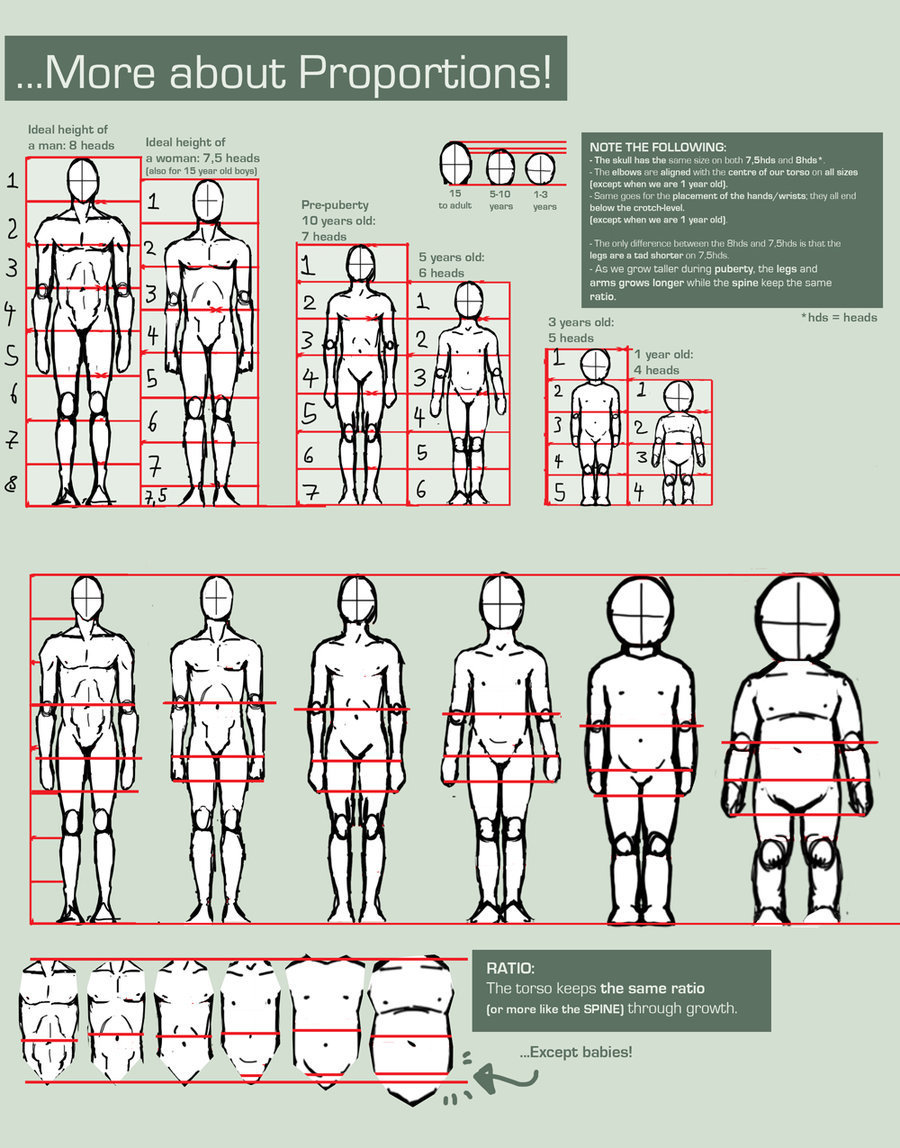 Proportions Guide Drawing References and Reso...