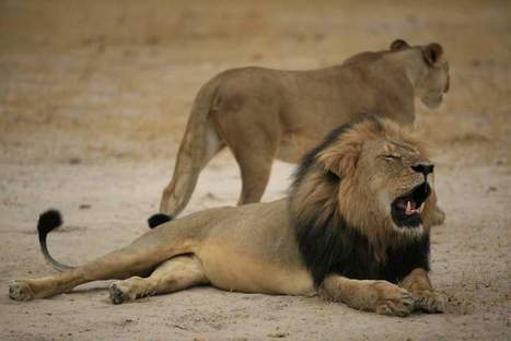 More Than 40 Lions Get Hunted in Zimbabwe Every Year | Human Interest | Scoop.it