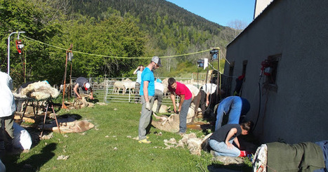 Toisons d'Aure à Castillac | Vallées d'Aure & Louron - Pyrénées | Scoop.it