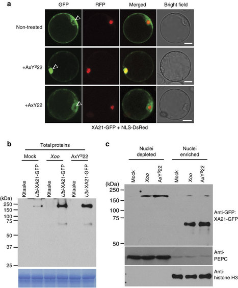 Nature Communications: Cleavage and nuclear localization of the rice XA21 immune receptor (2012) | Plants and Microbes | Scoop.it